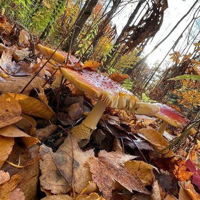 LIV (thenakedphilosopher) Header Photo Added 2024-06-02