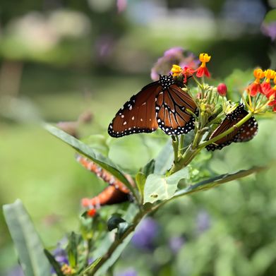 Lola (lolalooner) Header Photo Added 2025-01-08