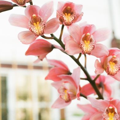 Miel 🍯 (lagrimas_miel) Header Photo Added 2025-07-04