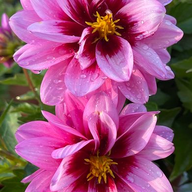 Kyr (kyrdidit) Header Photo Added 2025-08-04