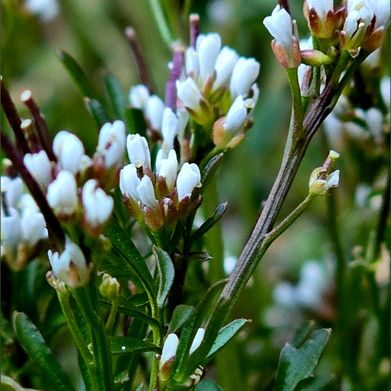 Nessa (v4m20) Header Photo Added 2024-09-14