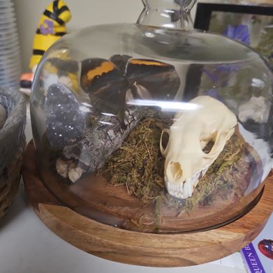 Dee Dee (timcurryswife) Header Photo Added 2025-06-07