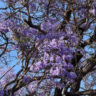 Lychee (lycheekiwiii) Header Photo Added 2025-10-31