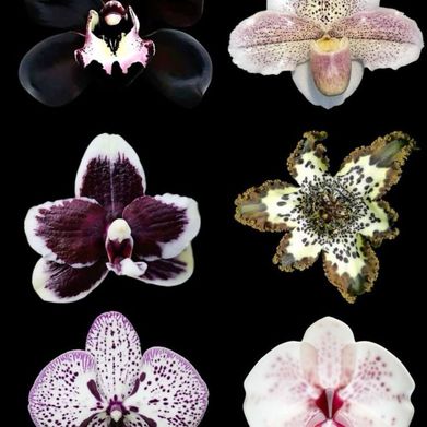 Peachy Hotwife (peachcake22) Header Photo Added 2025-08-30