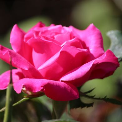 Missy T (outbackndirty) Header Photo Added 2025-08-21