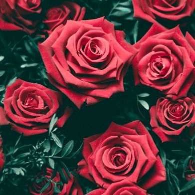 New England babe (newenglandbabe) Profile Photo Added 2025-06-07