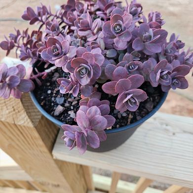 Southerncharmer (u492315563) Header Photo Added 2025-04-14