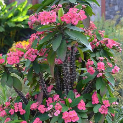 Julie (juliettebertoni) Header Photo Added 2025-02-23