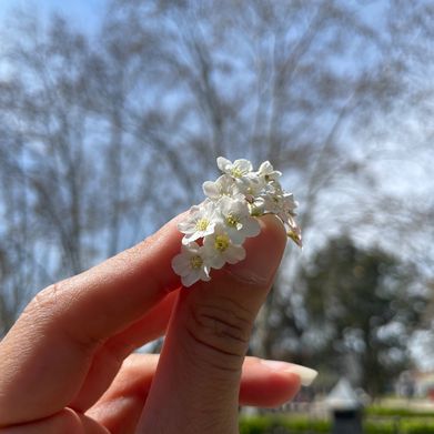 Misstres Velvet 🌹🪽 (missvelvetxxx) Header Photo Added 2025-09-22