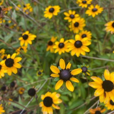 SeamGawdessVIP (seamgawdessvip) Header Photo Added 2024-09-02