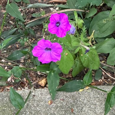 Kitti Chameleon (kittichameleon) Header Photo Added 2025-09-13