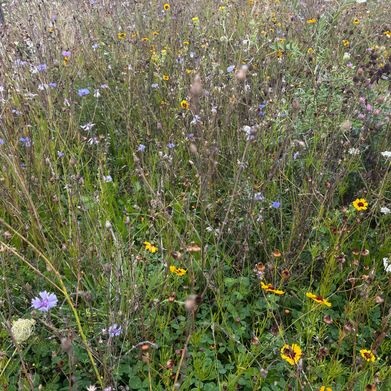 Dear Jade (dearjadeof) Header Photo Added 2025-08-16