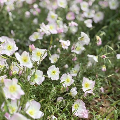 Emma (dixieroseemma) Header Photo Added 2025-05-08