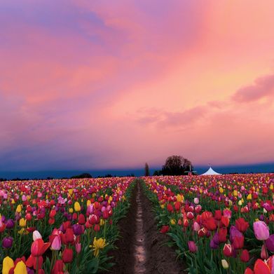 Tessa (tessavex) Header Photo Added 2025-10-31