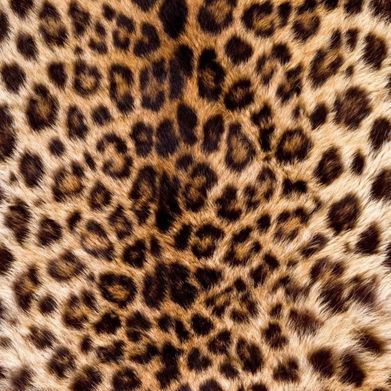 NALA 🦁ྀི (nala.tgrrl) Header Photo Added 2025-07-25