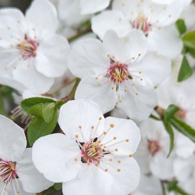 VixelleInBloom (vixelleinbloom) Header Photo Added 2025-08-19