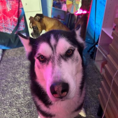 Eevee Bee VIP (evbeevip) Header Photo Added 2025-12-01