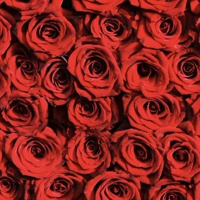 Natasha Banks (natashaa.bankss) Header Photo Added 2024-09-14