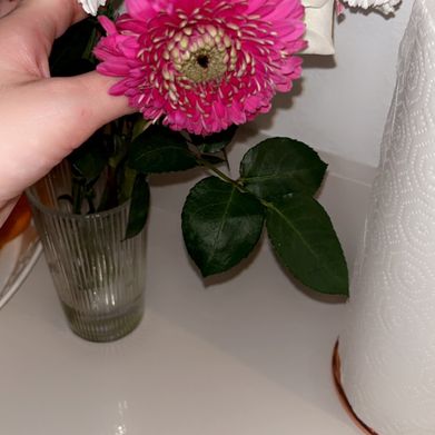 Bella 💕 (sadbunnybella) Header Photo Added 2025-03-08