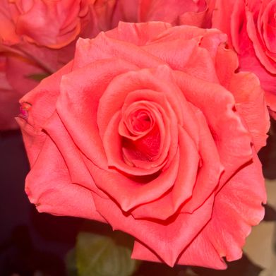 Devyn Grace (rosesarepinkxxx) Header Photo Added 2025-05-11