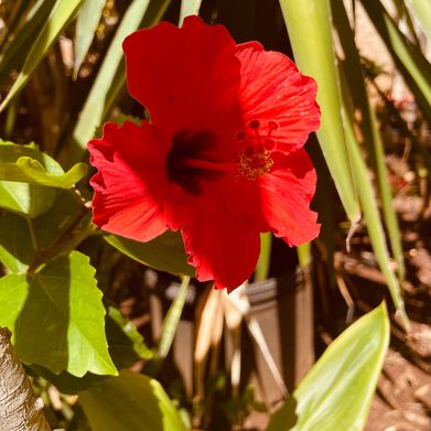 Venus Sky Added Photo on 2025-07-03