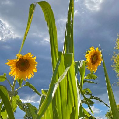 Shep (wildcollegestudent) Header Photo Added 2024-09-13