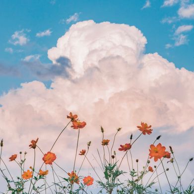 Misfit Toy (misfittoy) Header Photo Added 2025-08-24