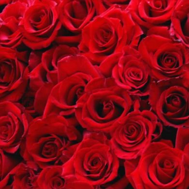 RedRosez💋 (redrosez_03) Header Photo Added 2024-10-15