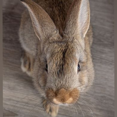 TsMirage (tsmiragepremium) Header Photo Added 2025-09-14