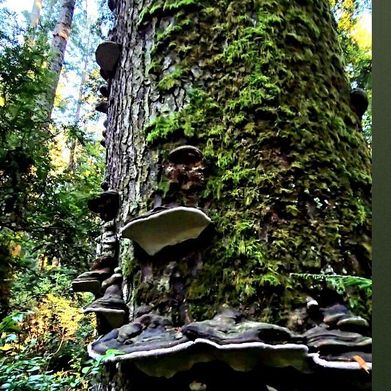 Humboldts Outlaw Mama XXX (u523006545) Header Photo Added 2025-12-29