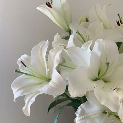 Lily (lilylemon23) Header Photo Added 2025-04-03