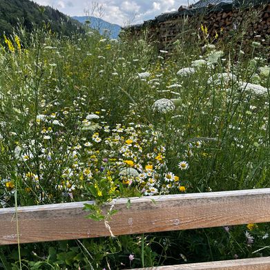 Violetuwu (frankilet) Header Photo Added 2025-02-08