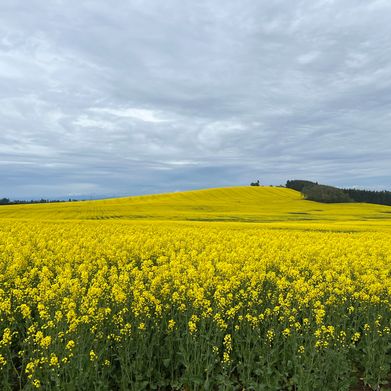 scrawniest (scrawniest) Header Photo Added 2024-10-15