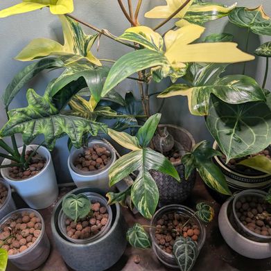 Maple Navel (mapelnavel) Header Photo Added 2025-09-12