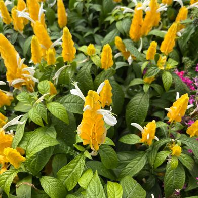 Your nerd girlfriend 👾 (yournewfavoritee) Header Photo Added 2024-08-22