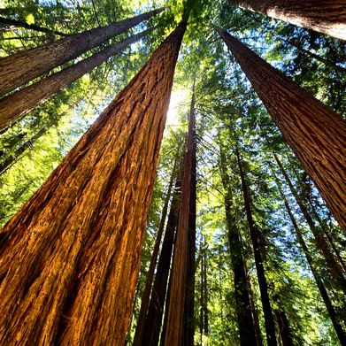 Humboldts Outlaw Mama XXX (u523006545) Header Photo Added 2025-09-13