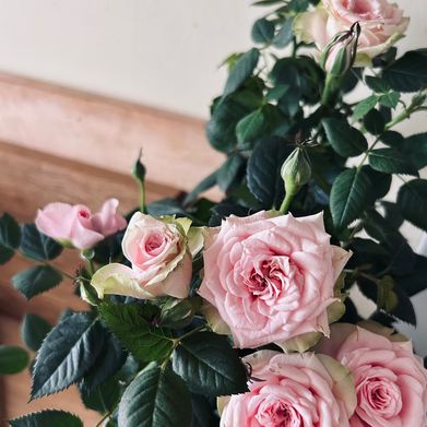 Sel (alix0w) Profile Photo Added 2025-06-30