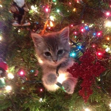 ⋆˙⟡♡ Eliza ⟡ (elizavoss) Header Photo Added 2025-12-05