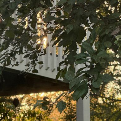 SoS (sinonsilk) Header Photo Added 2025-07-07