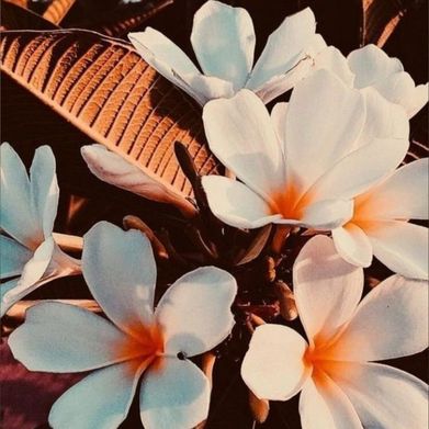 Ginger X (exotic_ginger) Header Photo Added 2025-09-16