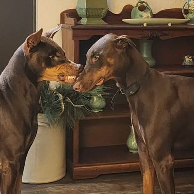 Kattlumiere (kattlumiere) Header Photo Added 2025-11-17