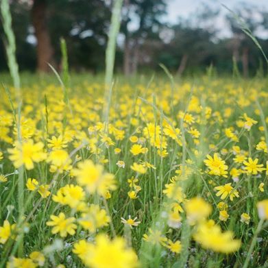 River Fairy (texasriverfairy) Header Photo Added 2024-06-02