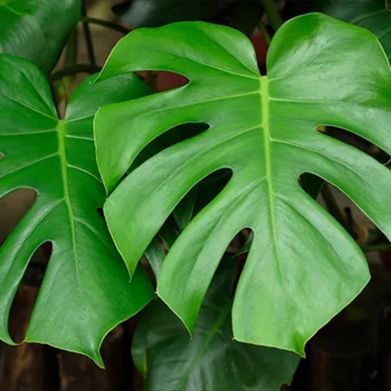 Julie (juliettebertoni) Header Photo Added 2025-07-31