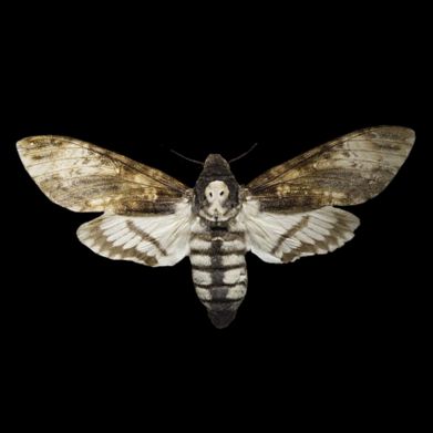 moth (alildeathmoth) Header Photo Added 2024-05-18