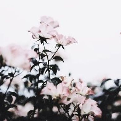 Ashley<3 (snowiislxt) Header Photo Added 2024-08-16