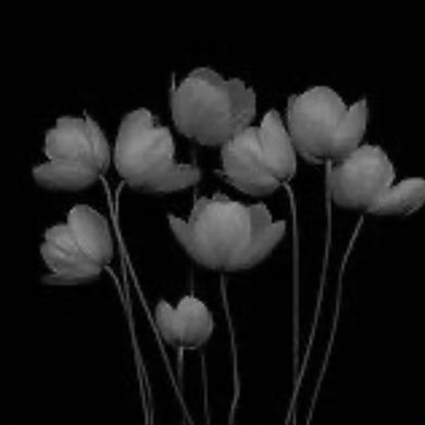 𝖒𝖆𝖗𝖞 🦇🖤 (cutiepiemaryxx) Header Photo Added 2025-07-25