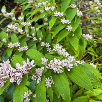 Vexvoir (vexvoir) Header Photo Added 2025-02-05