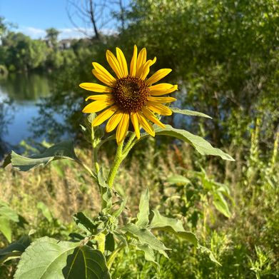 Header Image (alice_chalice) Header Photo