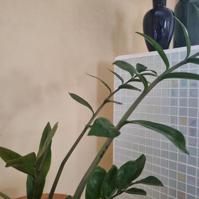 Gina 🧜‍♀️ (goldengina) Header Photo Added 2025-08-01