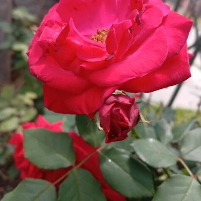 Iris (irisherrera) Header Photo Added 2025-12-01